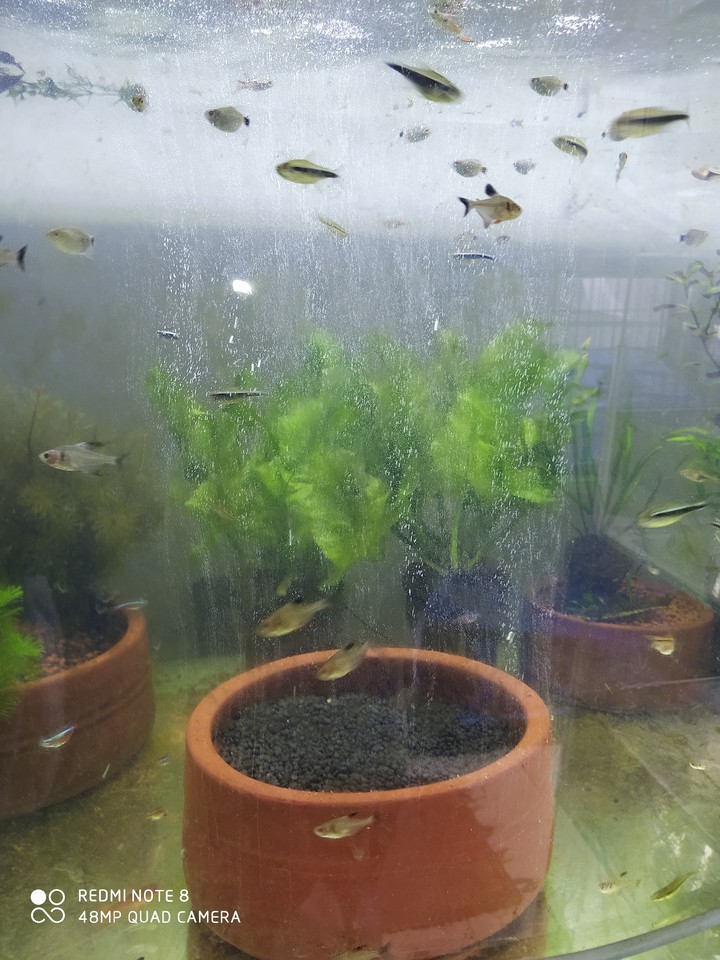aquarium