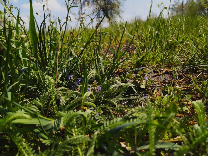 ~Grass~