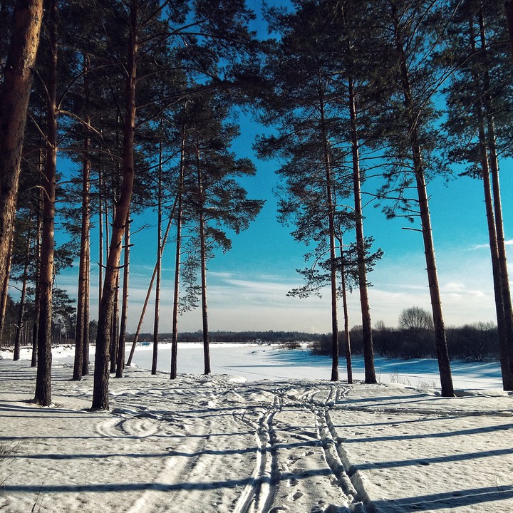 forest