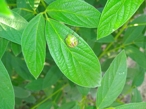 invertebrate, insect वॉलपेपर