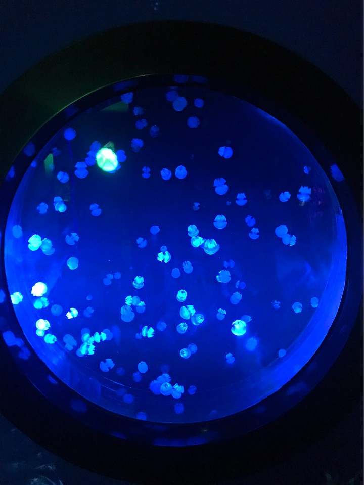 jellyfish lamp