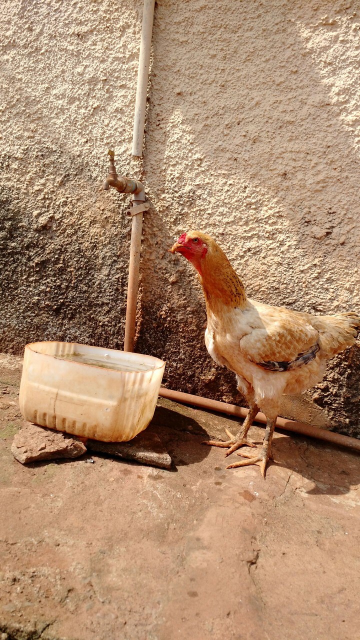 Galinha