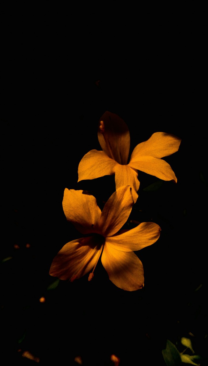 yellow flower