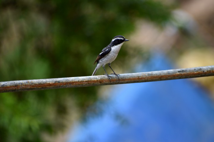 #Bird