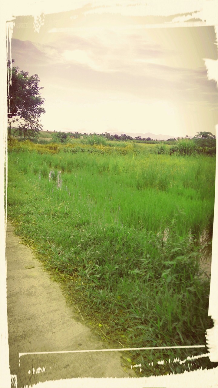 Greenfields in Wheatfields