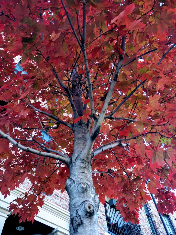 Autumn Leaves