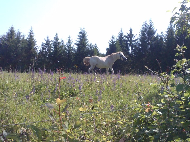 horse