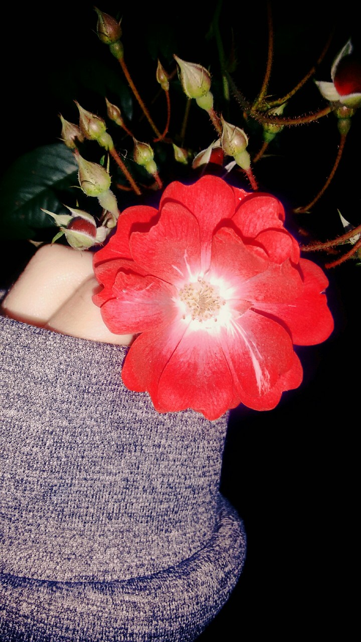 flower