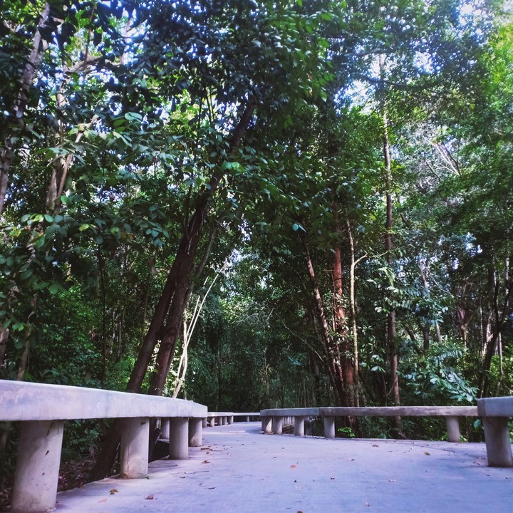Walkway Within the Forest
