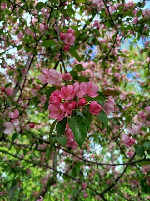 обои flower, spring