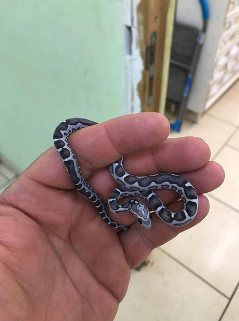 pantherophis guttatus anery