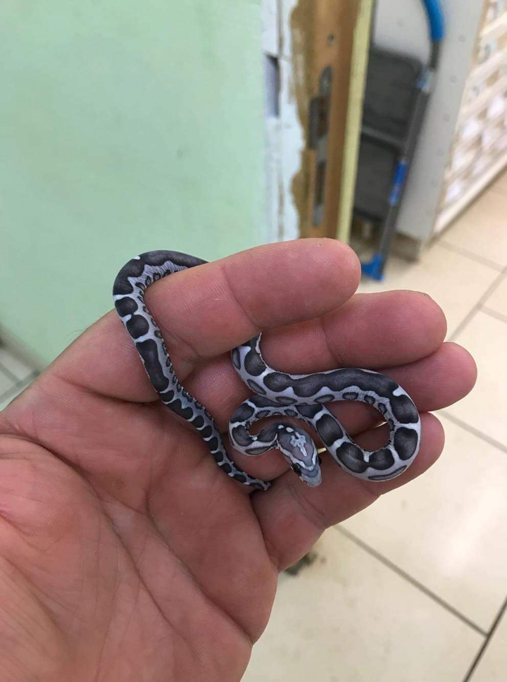 pantherophis guttatus anery