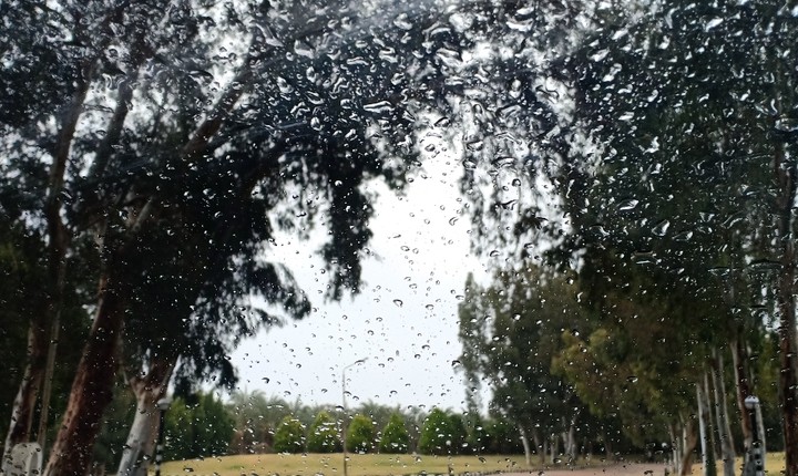 rain on trees