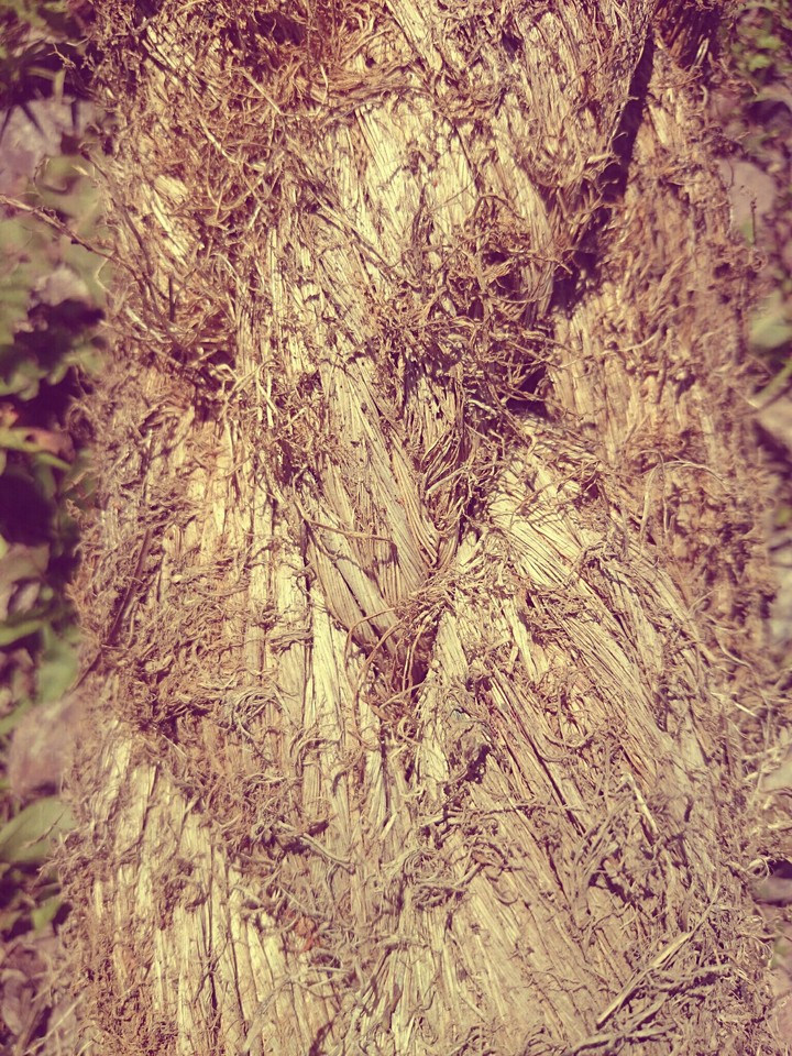 nature mood
