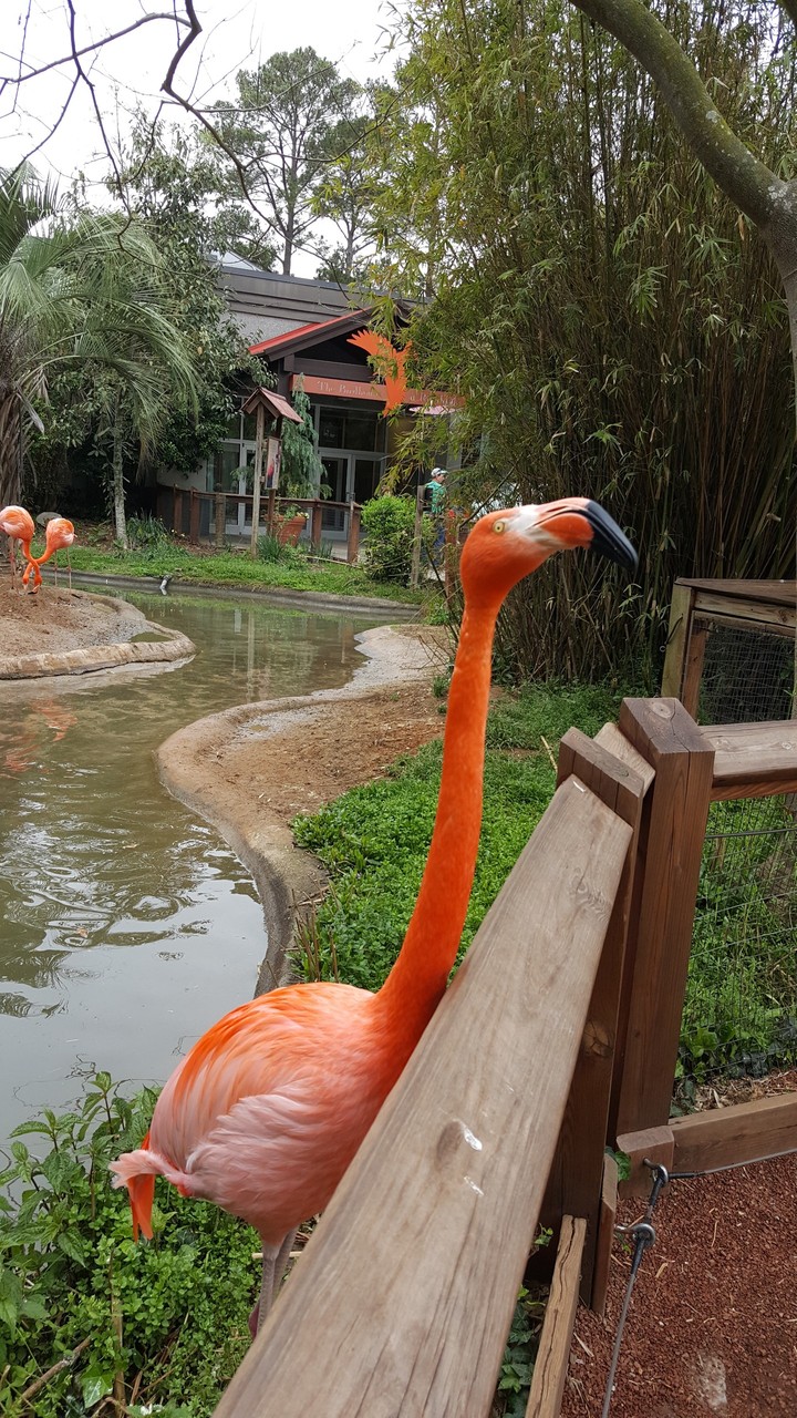 Flamingos