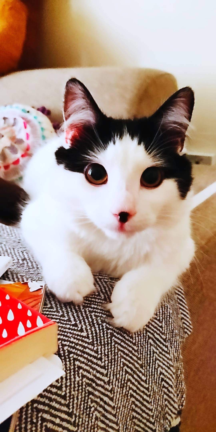 gato