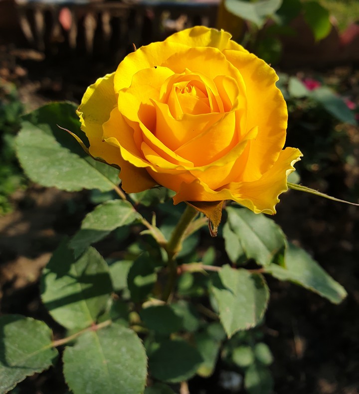 yellow ?