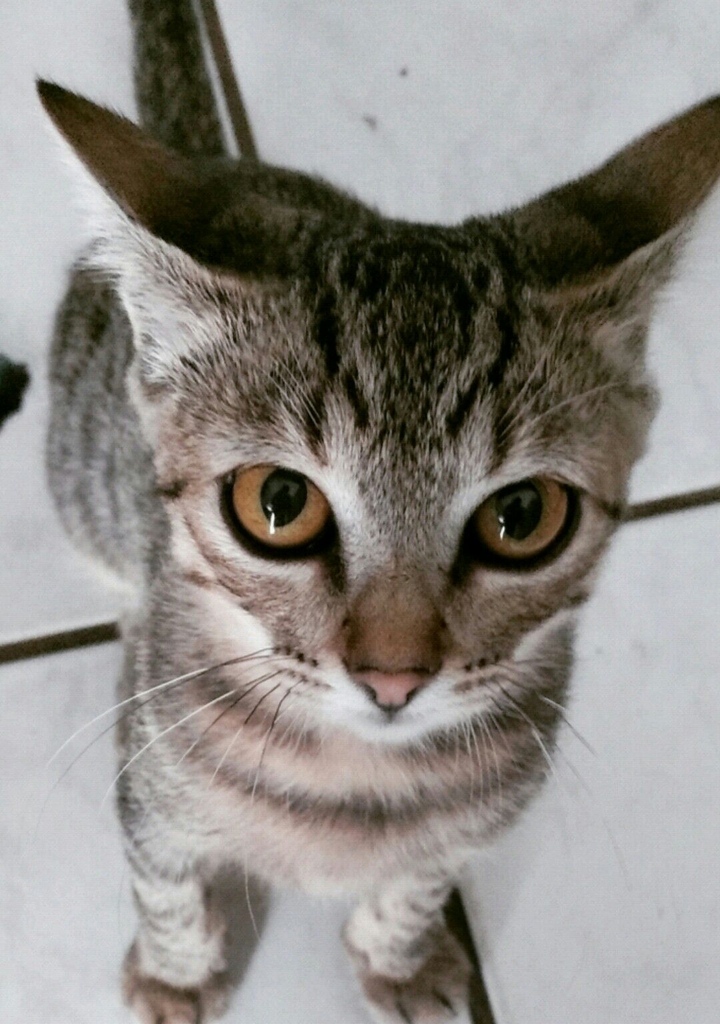 Chico gatinho