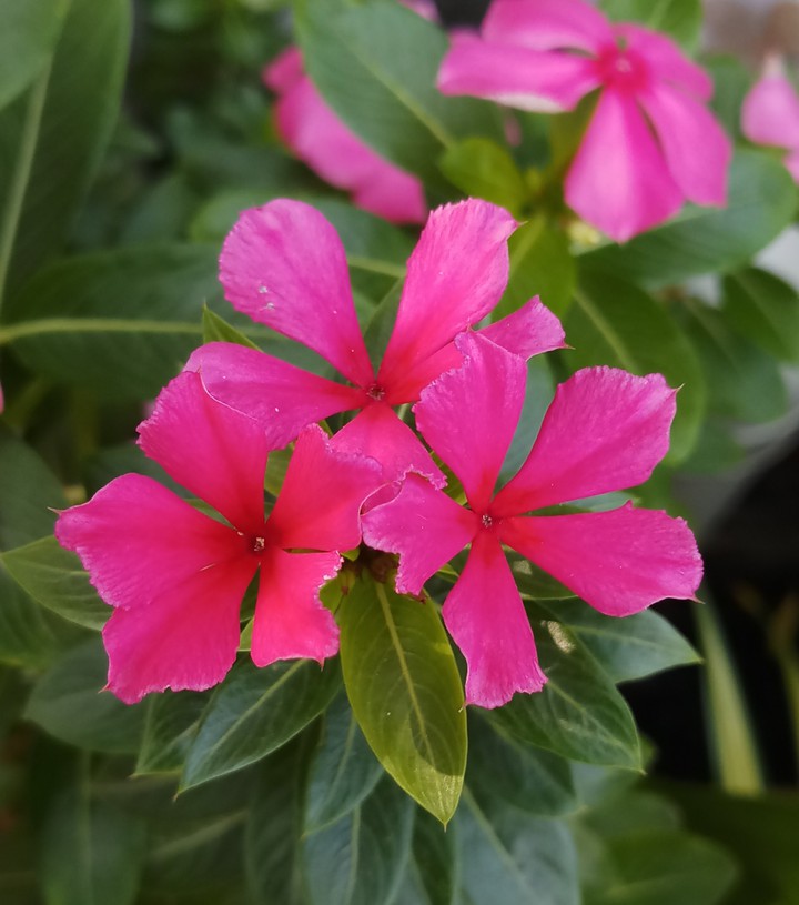 flowers