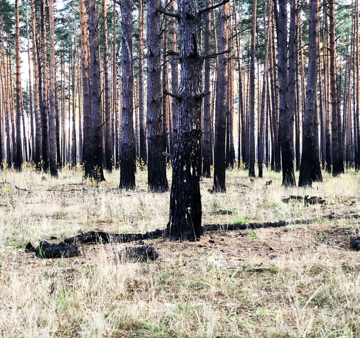 Обгоревшие сосны
