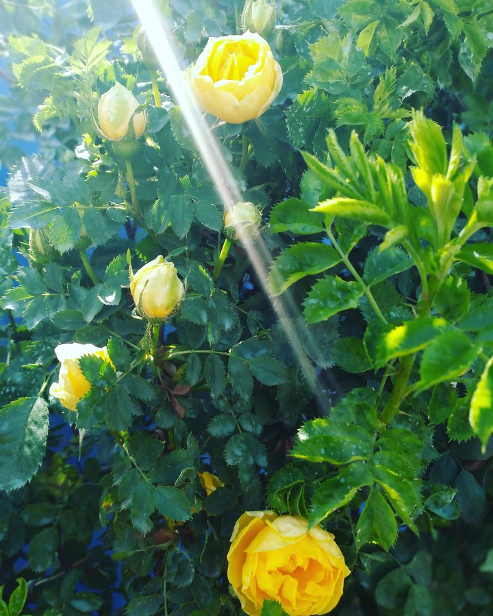 Розы