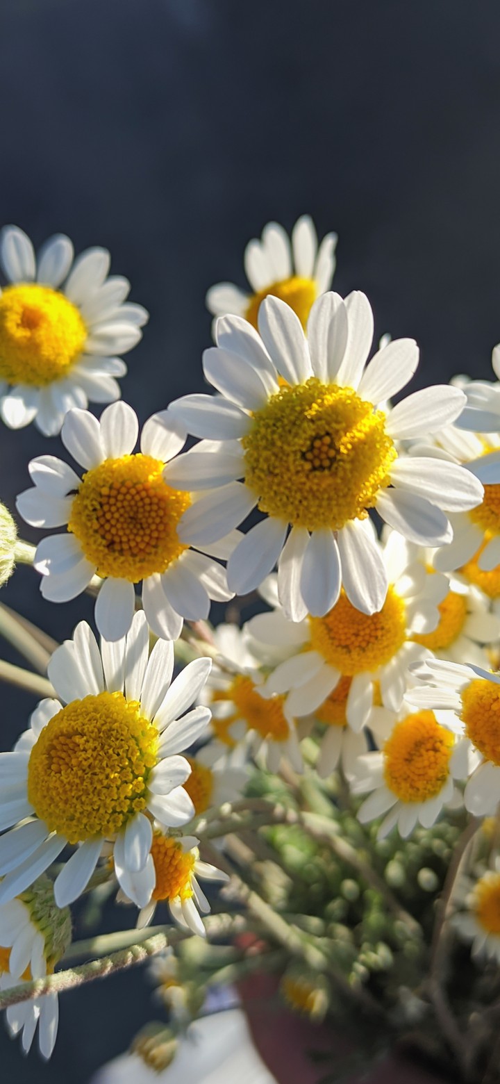 Daisy