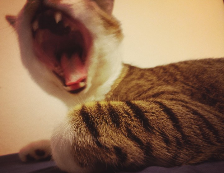 Meow Against the Machine
