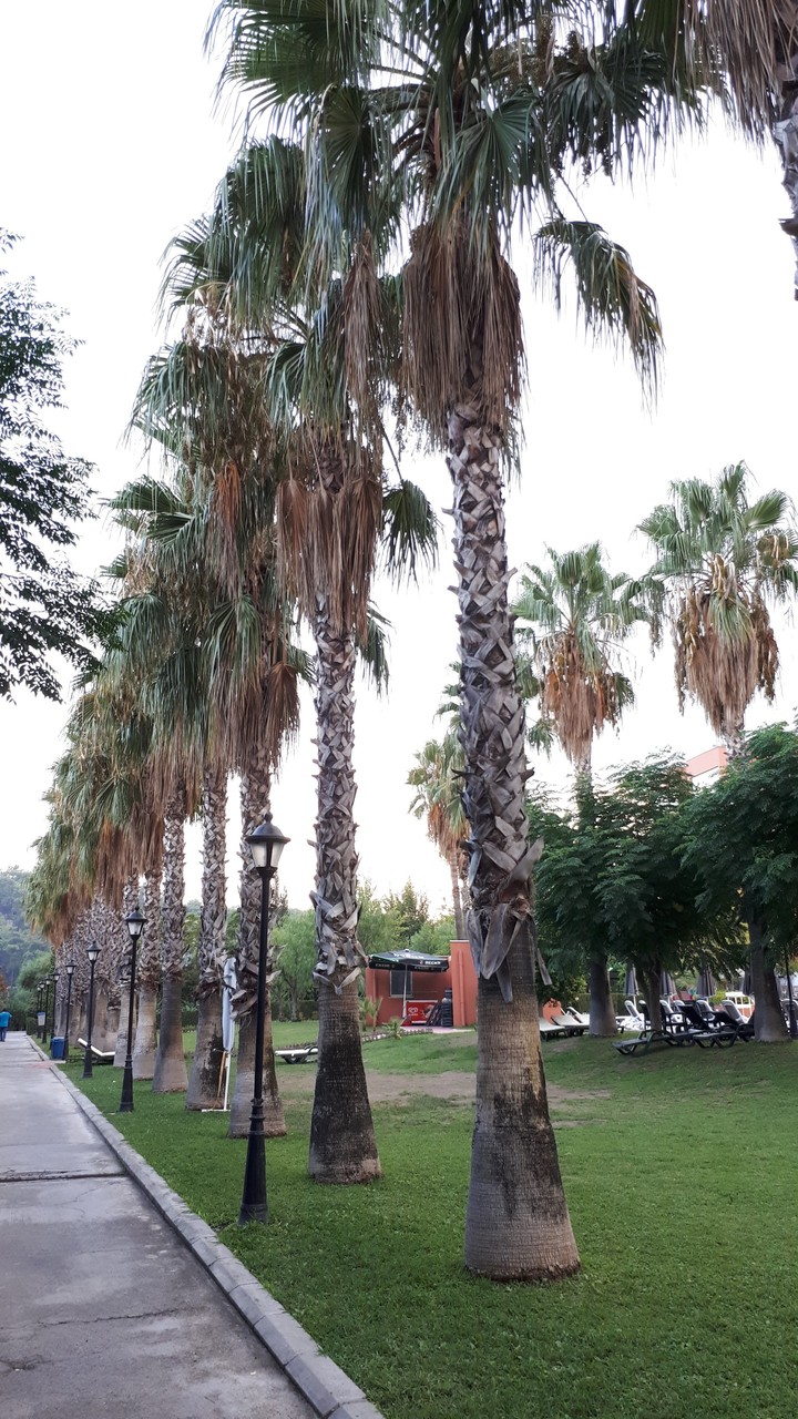 Yol
