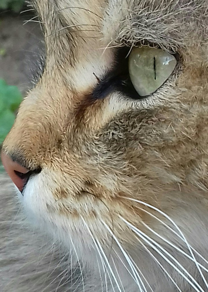 живая природа