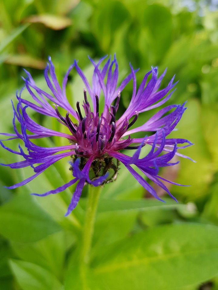 purple
