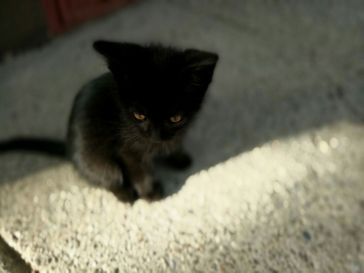 cat 3