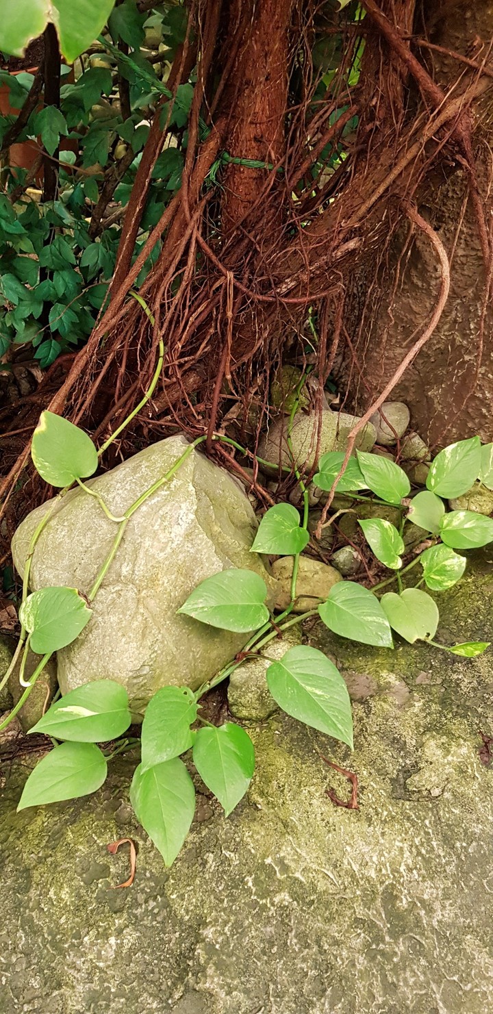 plants