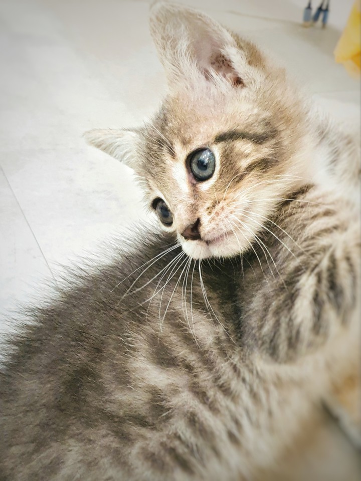 cat-my click-