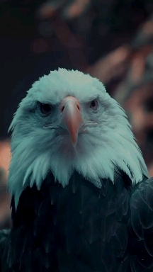 The Bald Eagle♥️