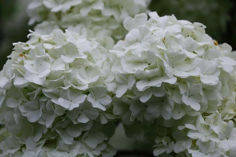 тапети petal, groundcover