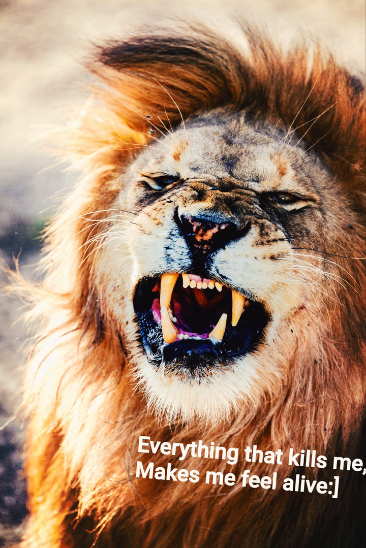 lion