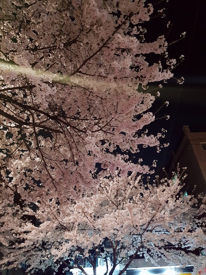 cherry blossoms