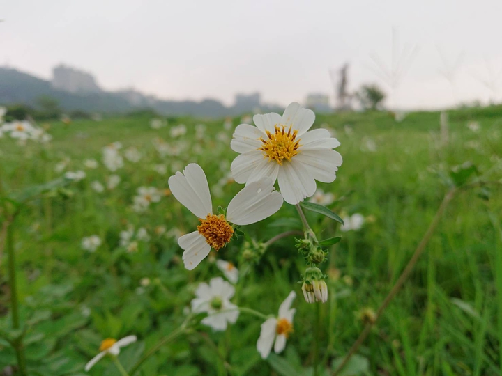 Small daisies