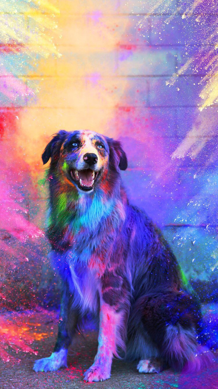 colors dog