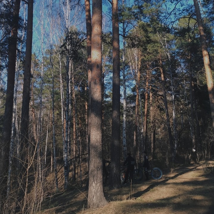 forest