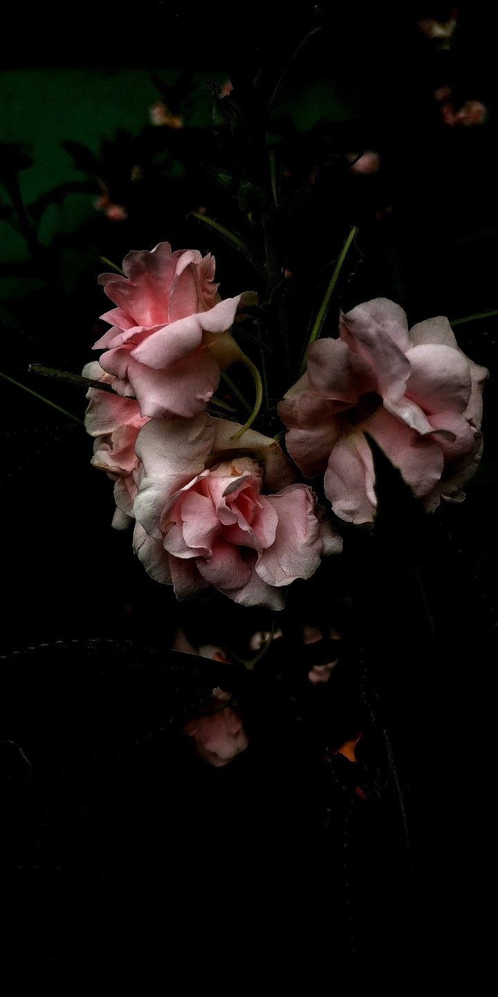 Black Mystery!