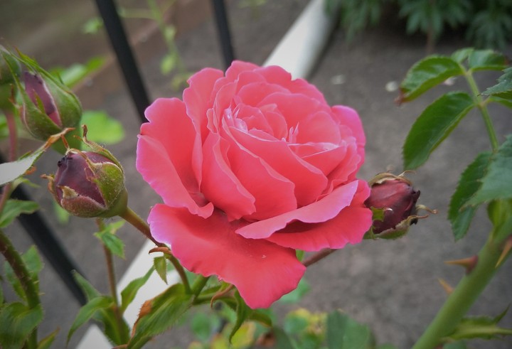 Розовая роза