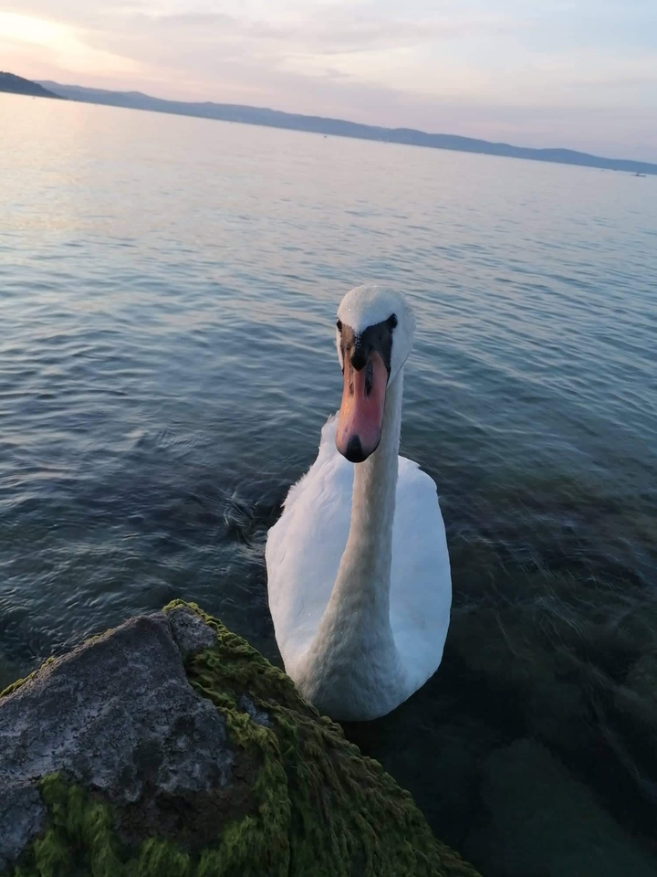 Balaton part
