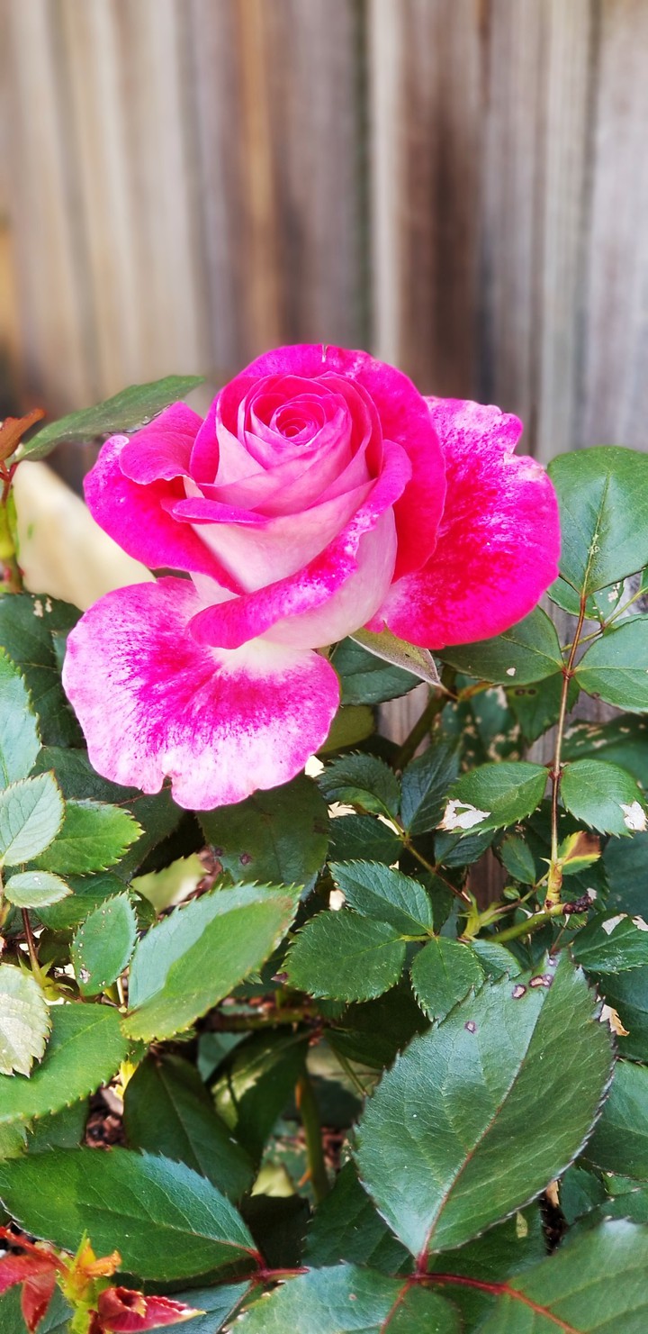 Pink Rose