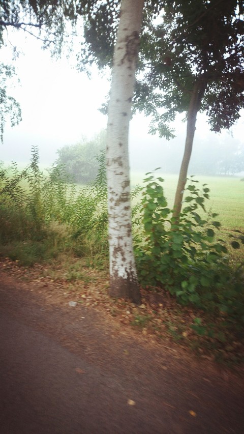 Bäume im Nebel