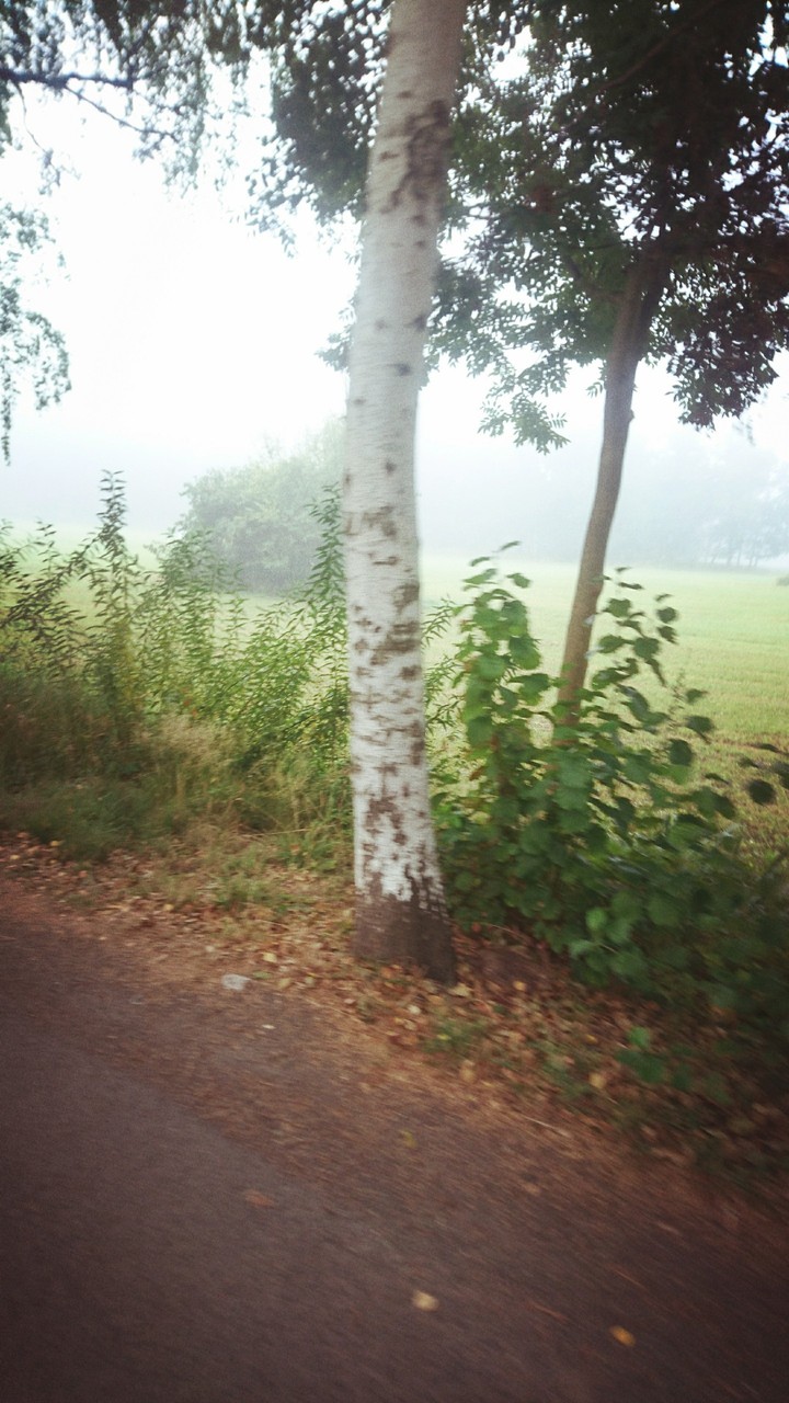 Bäume im Nebel