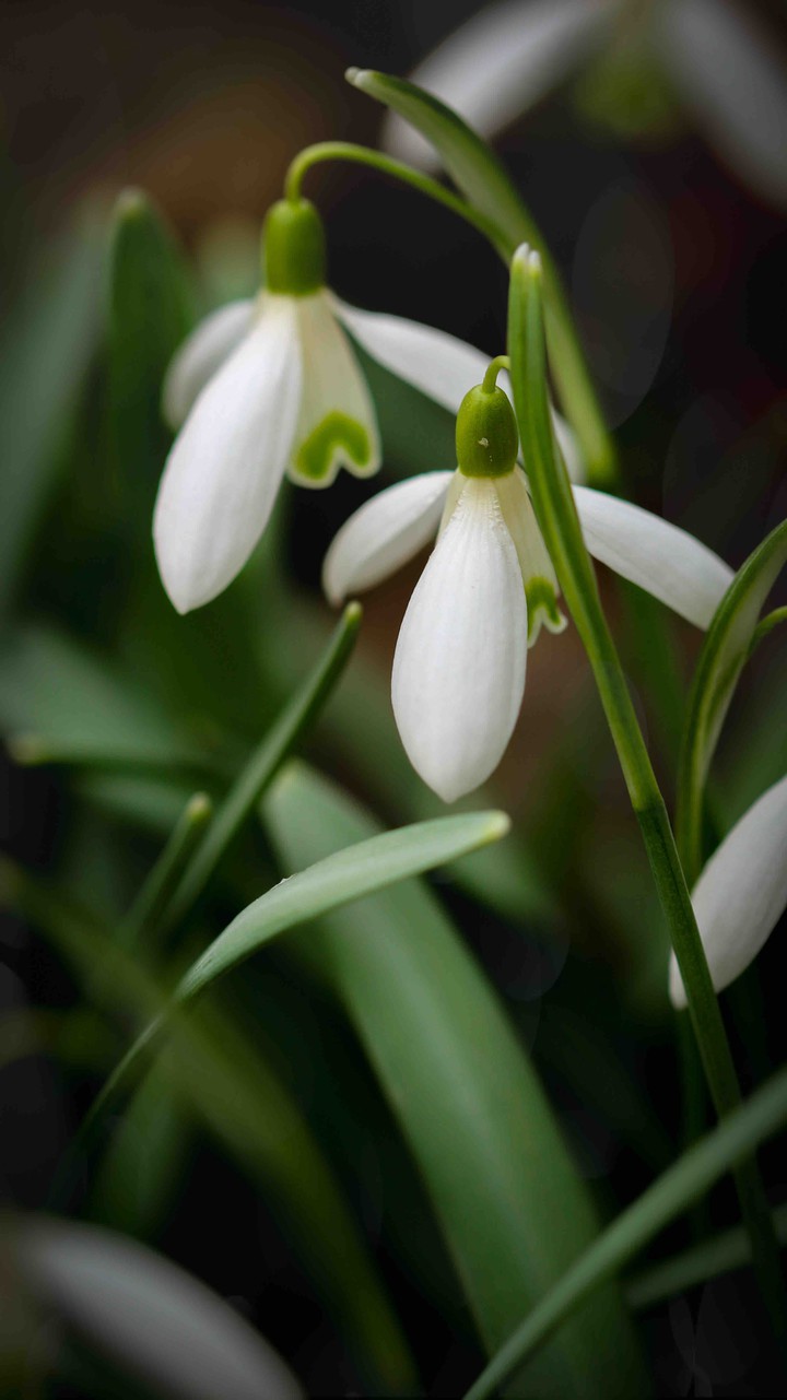 Snowdrop