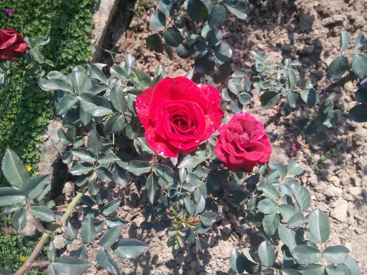 rose