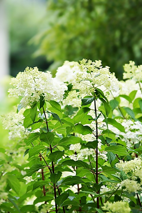 тапети viburnum, jasmine