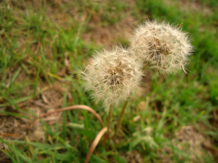 Dandelions